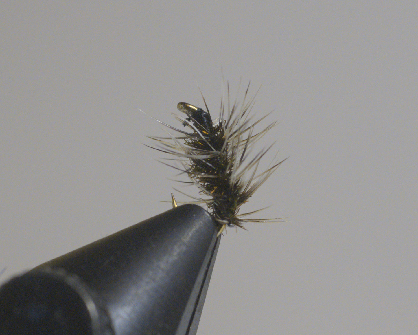 Griffith's Gnat