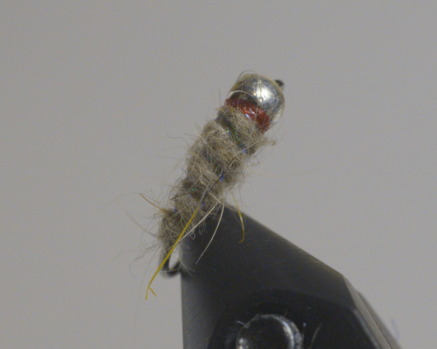 Sexy Walts Worm