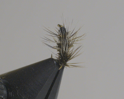 Griffith's Gnat