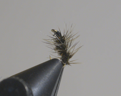 Griffith's Gnat