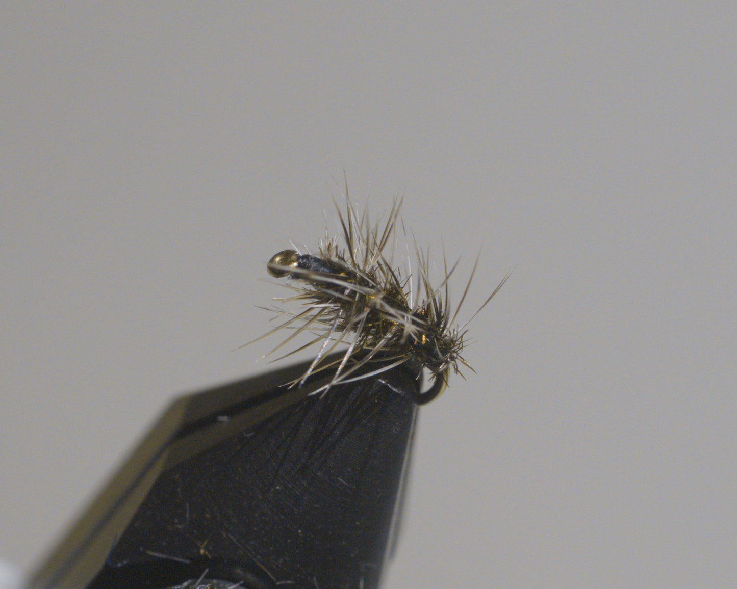 Griffith's Gnat