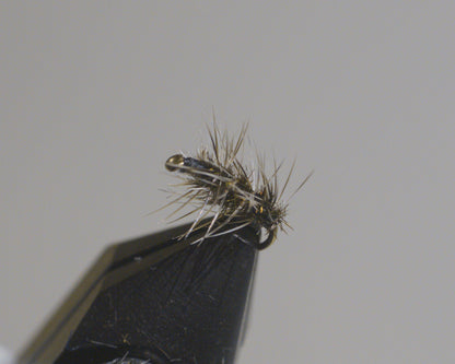 Griffith's Gnat