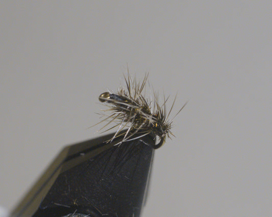 Griffith's Gnat