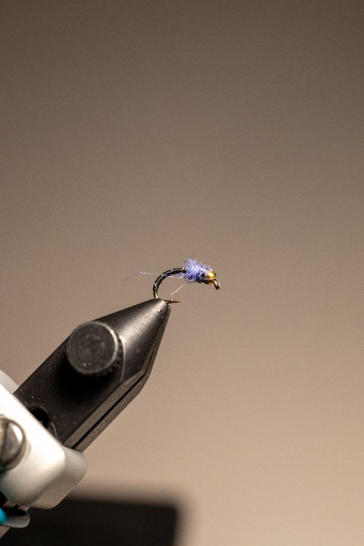 Zebra Midge