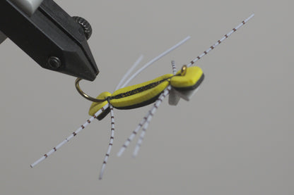 Chernobyl Ant